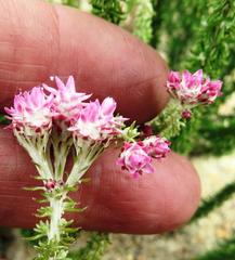 Lachnospermum umbellatum