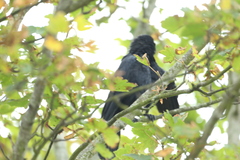 Corvus corone