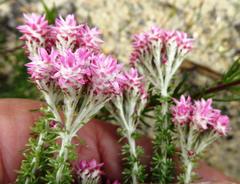 Lachnospermum umbellatum