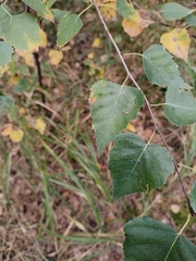 Betula pendula