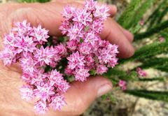 Lachnospermum umbellatum