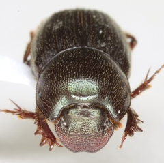 Onthophagus velutinus