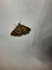 Hymenia