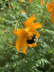 Bombus impatiens