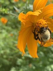 Bombus impatiens