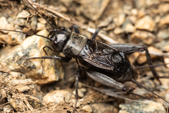 Gryllus saxatilis