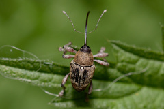 Curculio