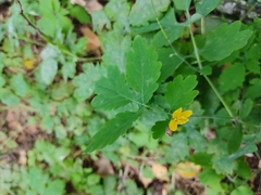 Chelidonium majus