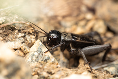 Gryllus saxatilis