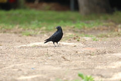 Corvus corone