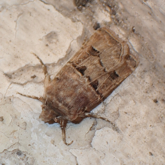 Agrotis lata
