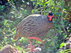 Pternistis afer castaneiventer