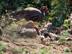 Pternistis afer castaneiventer
