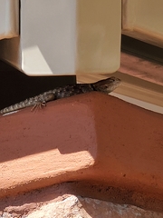 Sceloporus uniformis