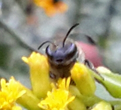 Andrena nubecula