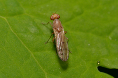 Acalyptratae