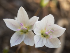 Claytonia