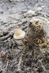 Strobilurus esculentus