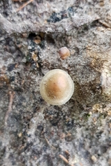 Strobilurus esculentus