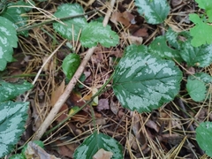 Lamium galeobdolon