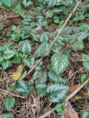 Lamium galeobdolon