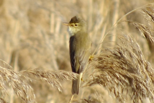 Carricero políglota (Acrocephalus palustris)