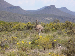 Rhea pennata