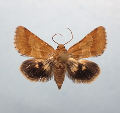 Schinia sordidus