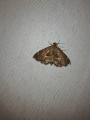 Hymenia