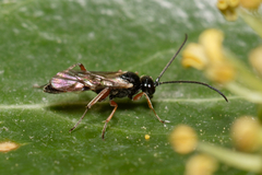 Ichneumonoidea