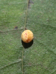 Zopheroteras