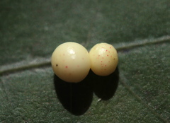 Zopheroteras