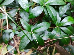 Vinca minor