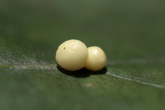 Zopheroteras