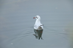 Chroicocephalus ridibundus