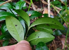 Vinca minor