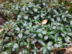 Vinca minor