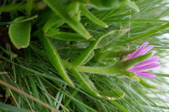 Delosperma sutherlandii