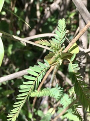 Aeschynomene montevidensis