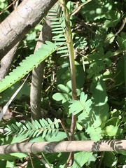 Aeschynomene montevidensis