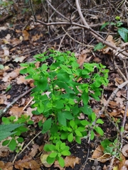 Euphorbia peplus