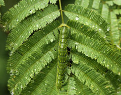 Polyura zoolina