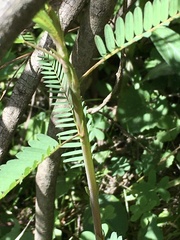 Aeschynomene montevidensis