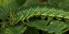 Polyura zoolina
