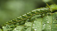 Polyura zoolina