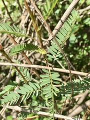 Aeschynomene montevidensis