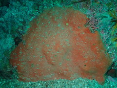 Dragmacidon mexicanum