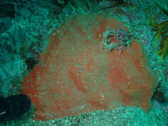 Dragmacidon mexicanum