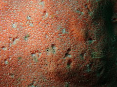 Dragmacidon mexicanum