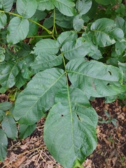 Juglans regia